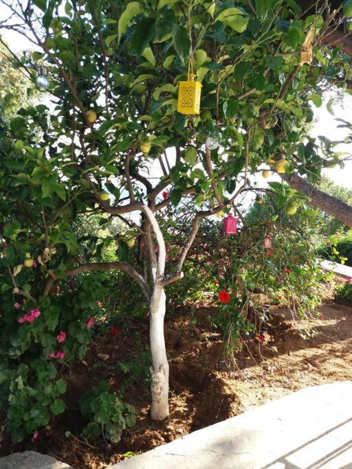 אגיוס רומנוס Grandpa Simos' Traditional Guest House מראה חיצוני תמונה