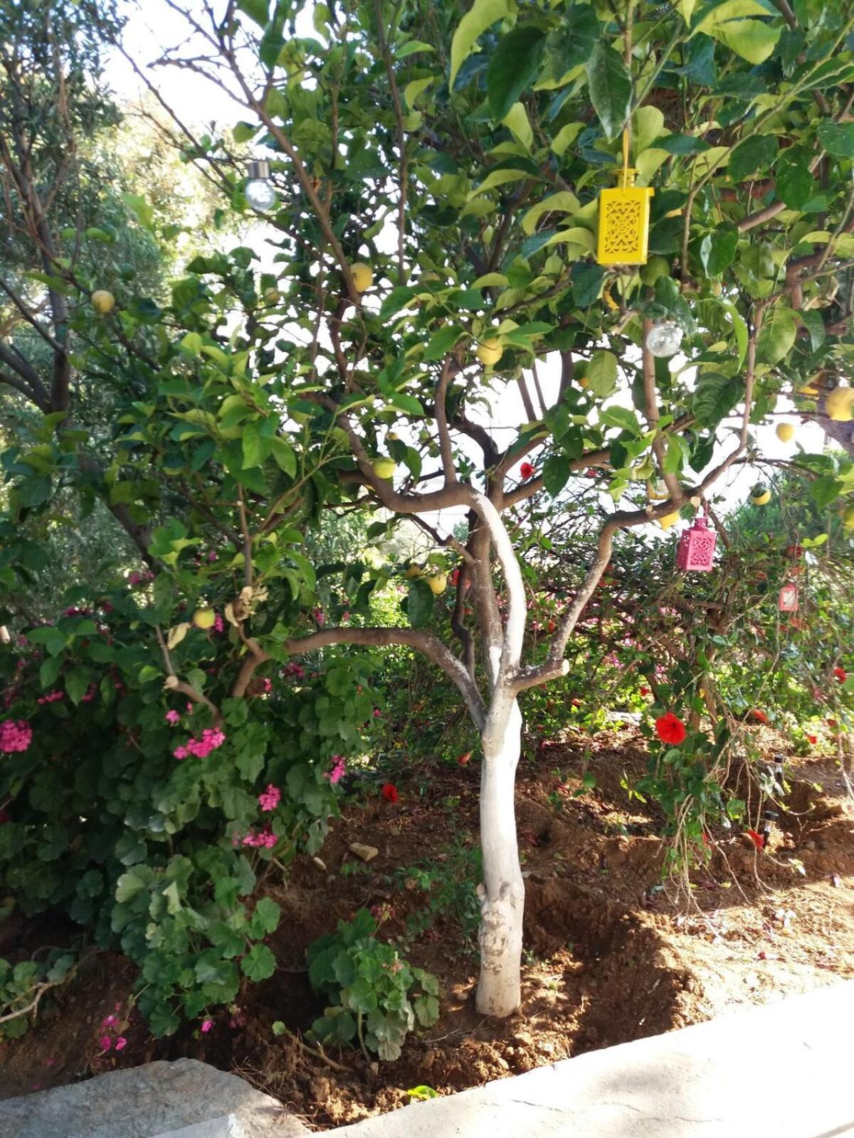 אגיוס רומנוס Grandpa Simos' Traditional Guest House מראה חיצוני תמונה