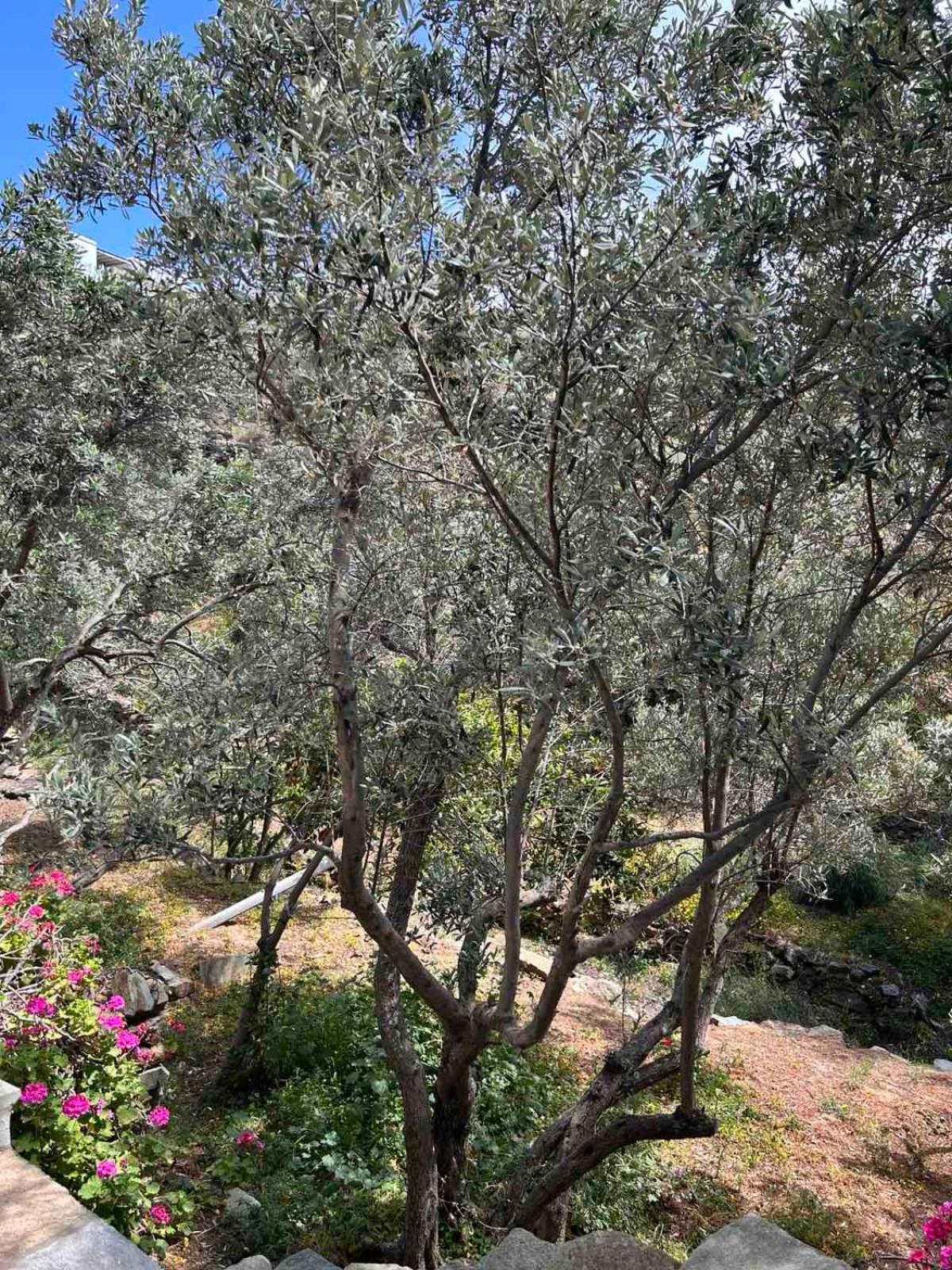 אגיוס רומנוס Grandpa Simos' Traditional Guest House מראה חיצוני תמונה